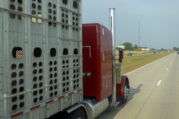 LIvestock from rear GettyImages-1948888310 crop